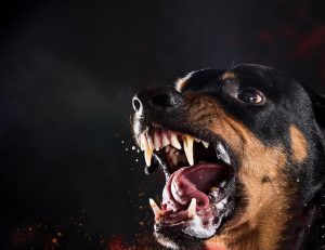Virginia dog bite and attack lawyer