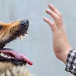2019 Dog Bite Statistics Reveal Shocking Trend