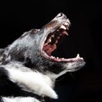Learn to Avoid Dog Bites