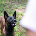 Four People Attacked by Dogs in Newport News